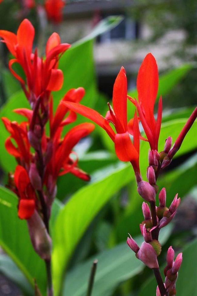 Crimson Petals Against Lush Green
