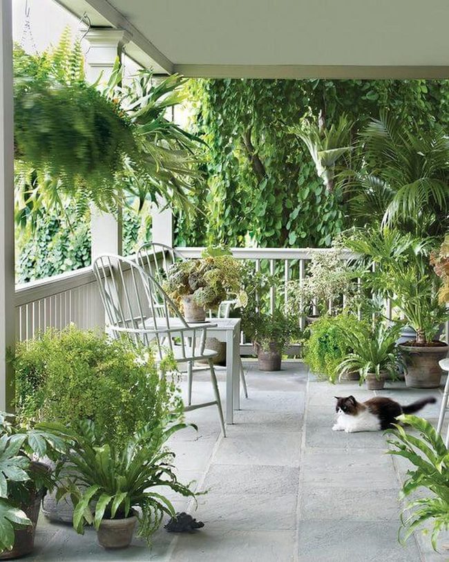 Green Porch Oasis With Plants