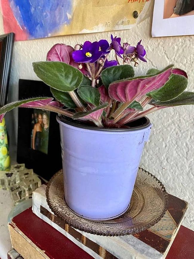 Dark Ceramic Pots Purple Blooms