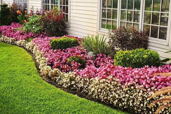 Pink Begonias With Flowing Garden Borders