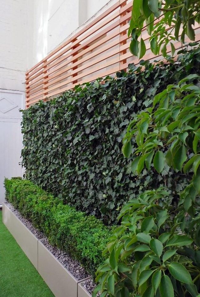 Ivy-Draped Walls Creating Garden Rooms