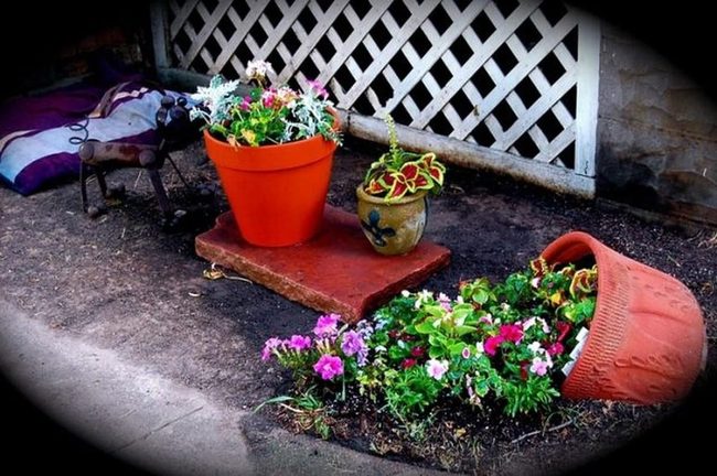 Petite Potted Blooms Brighten Gardens