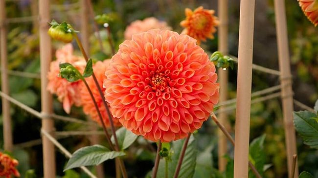 Late Summer Lavender And Coral Dahlias