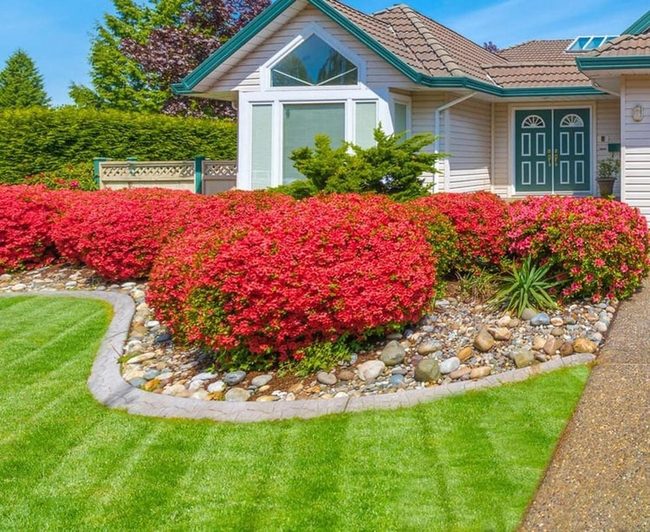 Singular Plants Create Polished Yards