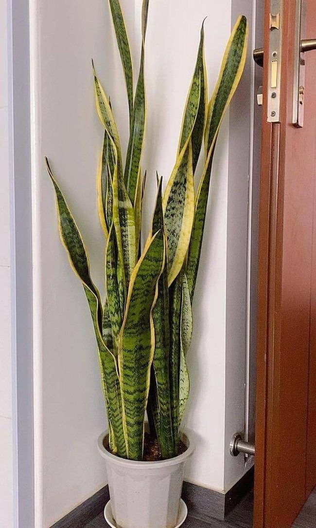 Striped Green Sword Plant