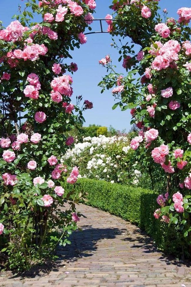 Pink Rose Garden Gateway