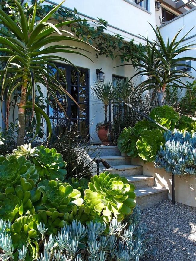 Desert Plants Porch Display