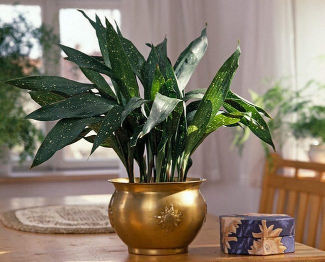 Spotted Green Leaves Gold Gleam