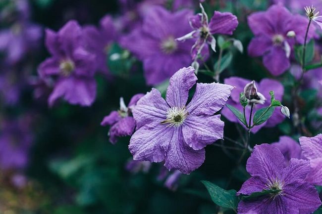 Large Flowering Clematis On Trellises