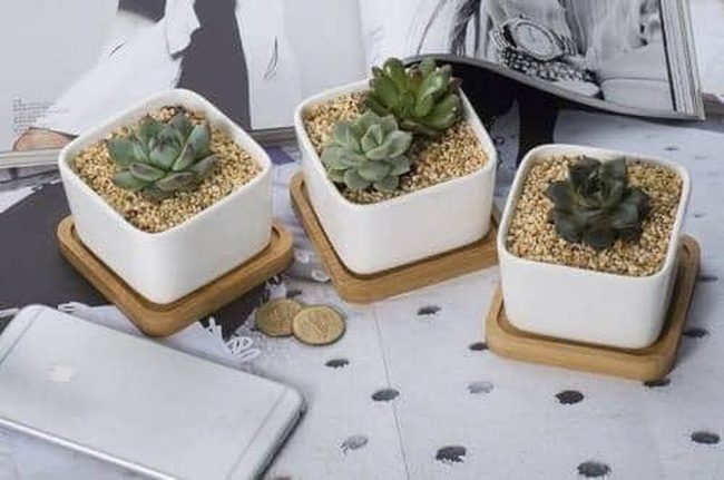 Geometric Pots With Matching Coasters