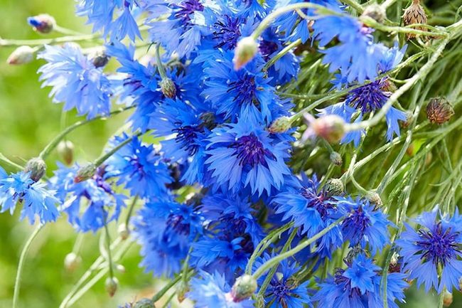 Deep Blue Garden Standout