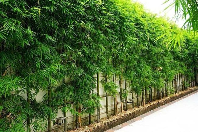 Tall Green Bamboo Privacy Screen