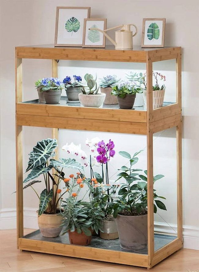 Compact Shelves, Glowing African Violets