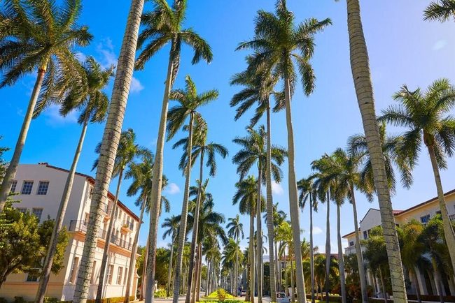 Towering Grey Palms Of Florida
