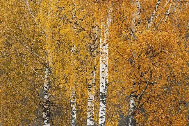 White Bark Elegance Tree