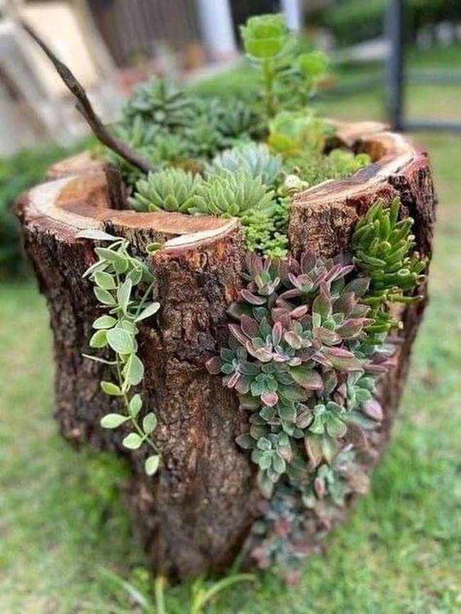Wooden Stump Succulent Garden