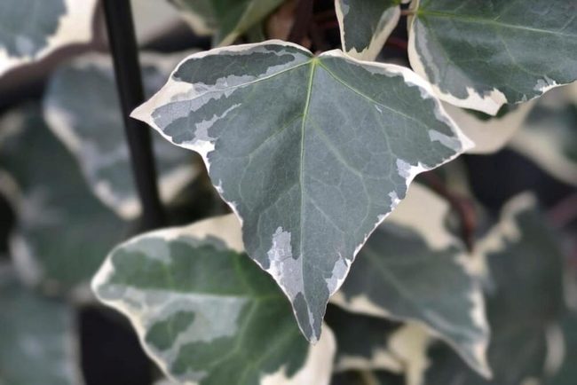 Striped Green And White Ivy Leaves