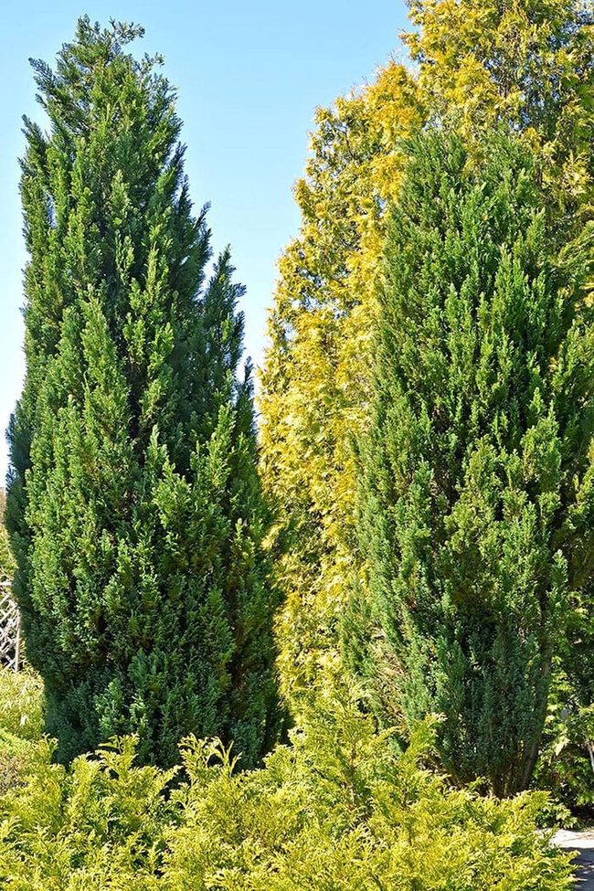 Fast-Growing Green Privacy Wall