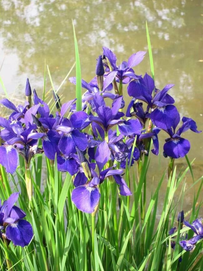 Blue Iris Spring Water Garden