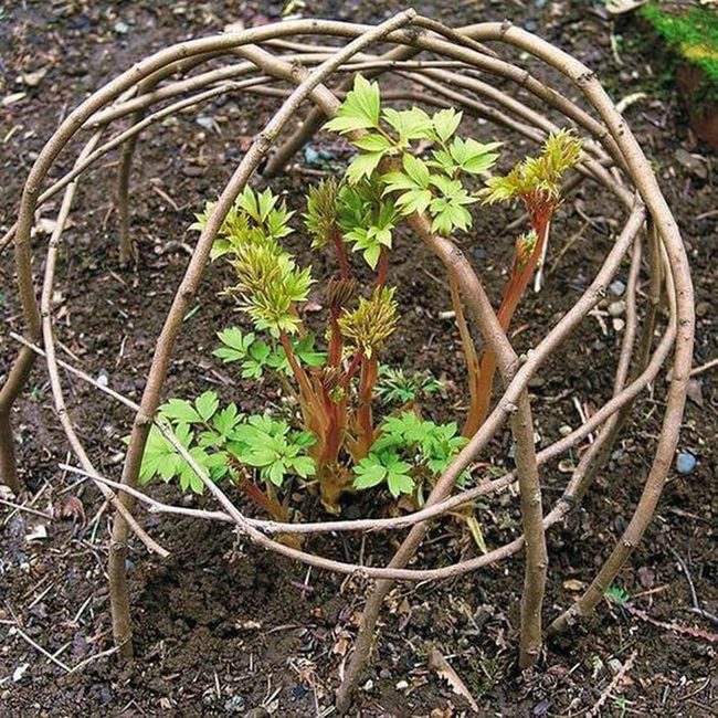 Twig Cage For Young Plants