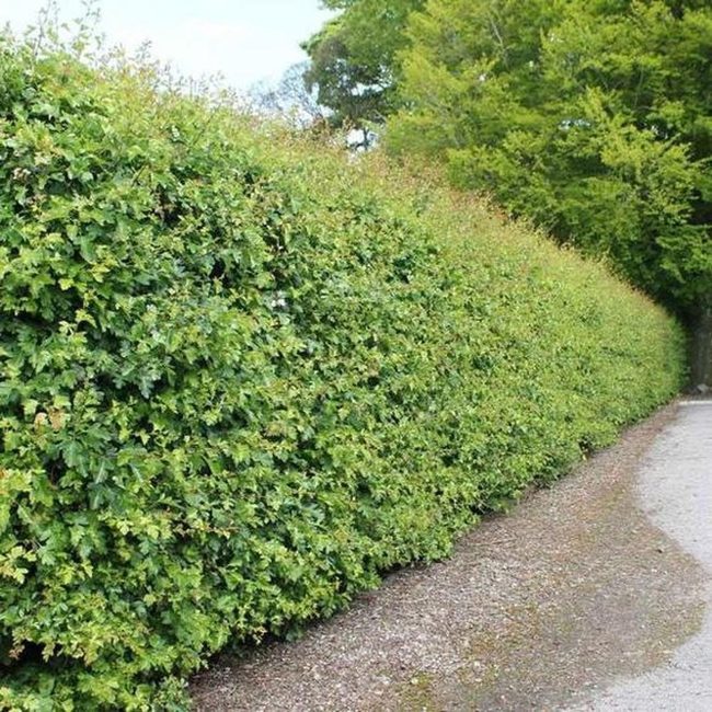 Green Walls Stone Path