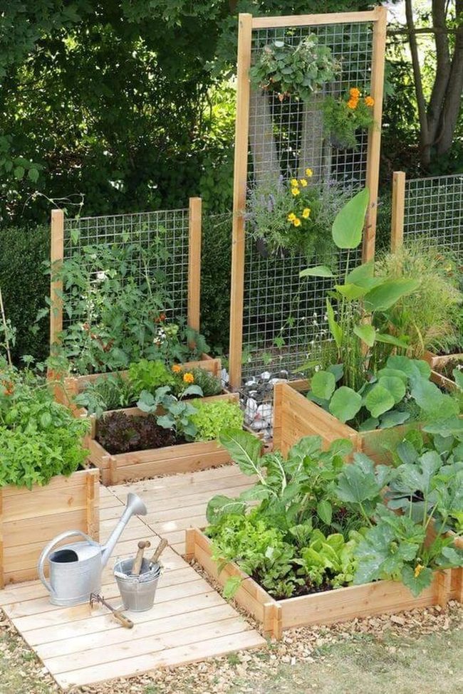 Wooden Boxes Climbing Vines Garden