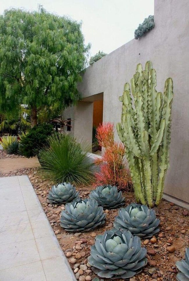 Green Succulents Against Modern Stone