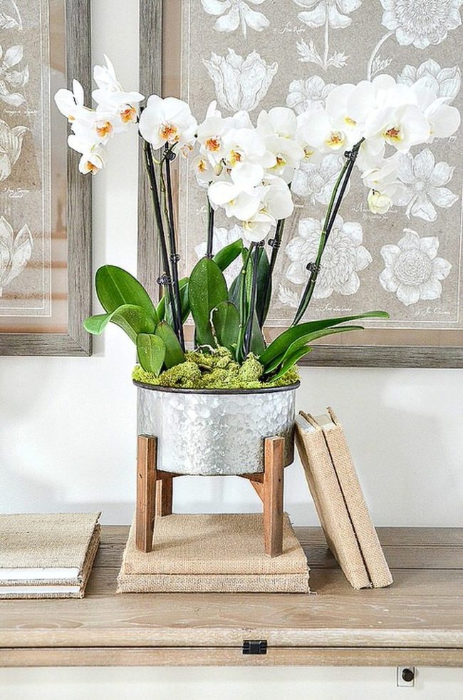 Purple Orchids With Ceramic Grace