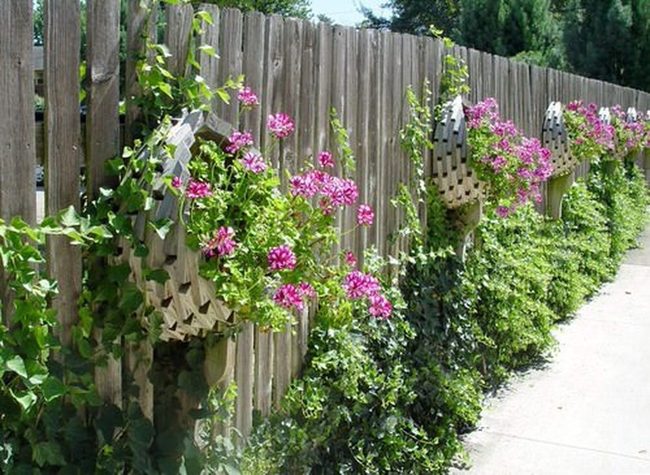 Flowering Vines Transform Fences Into Gardens