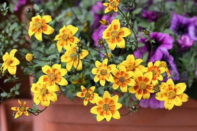 Yellow Flowers Thrive In Heat