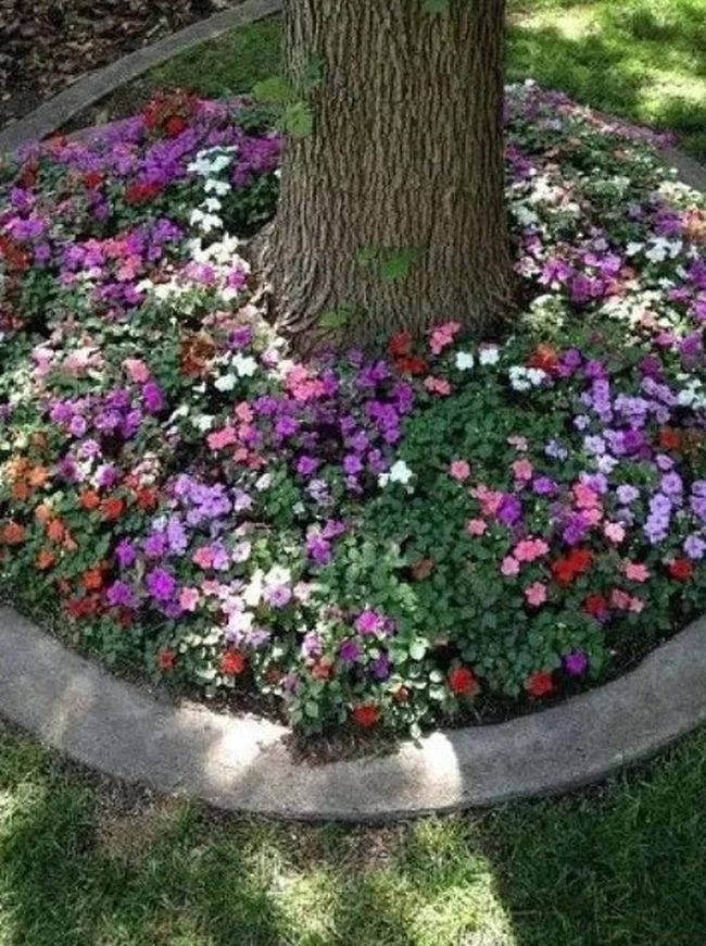 Concentric Blooms Around Ancient Tree