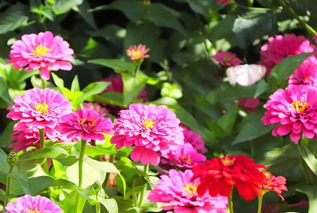 Endless Summer Color Blooms
