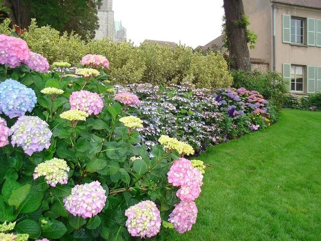 Layered Hydrangeas In Compact Green Space