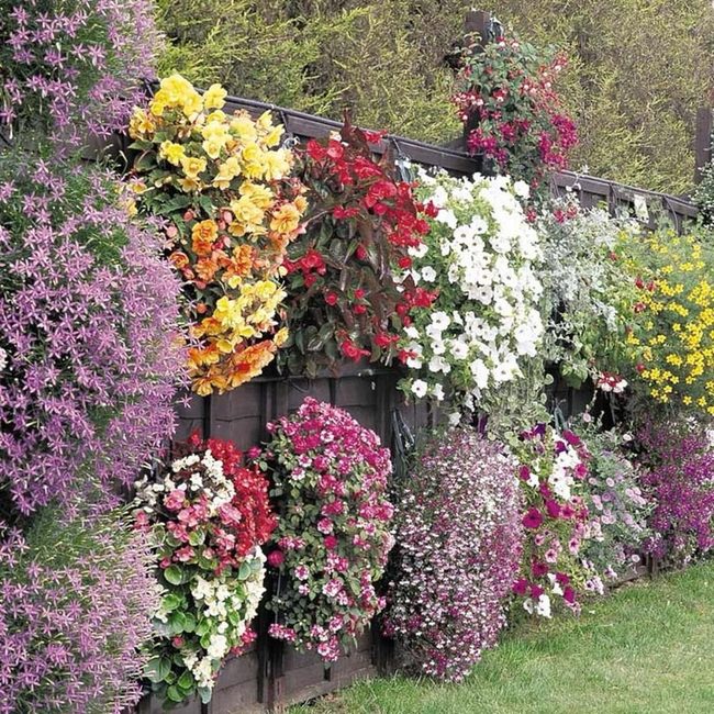 Cascading Blooms Hide Fence Lines