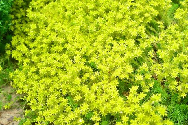 Drought-Tough Succulent Leaves