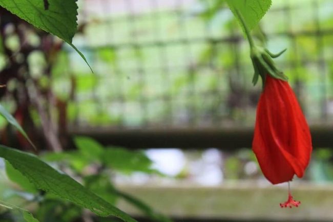 Scarlet Blooms Under Oaks
