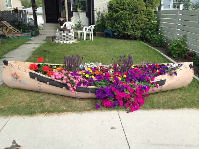 Weathered Canoe Bursting With Blooms