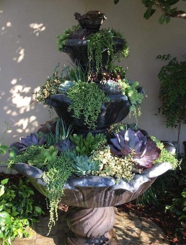 Layered Succulents In Stone Fountain