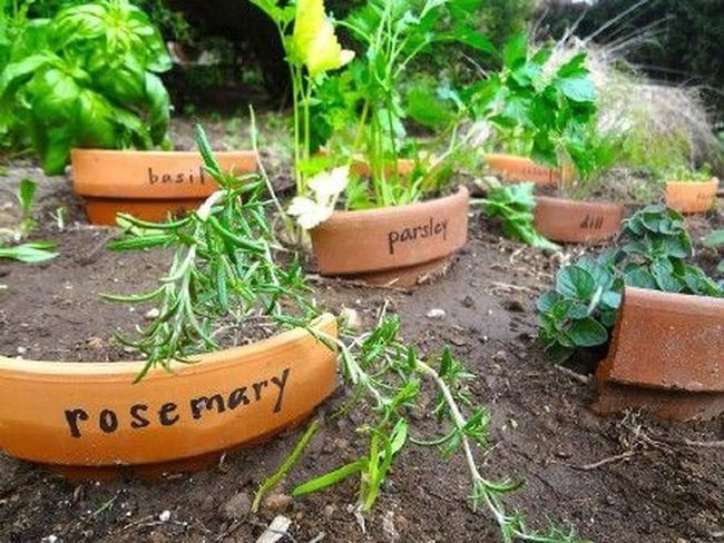 Fresh Herb Kitchen Garden
