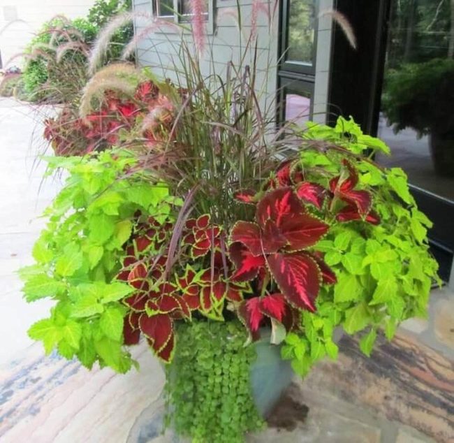 Crimson And Lime Foliage Statement