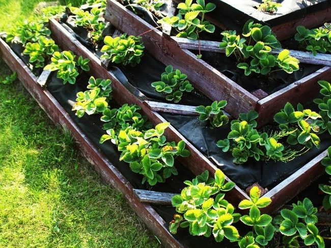 Layered Vegetable Garden Height