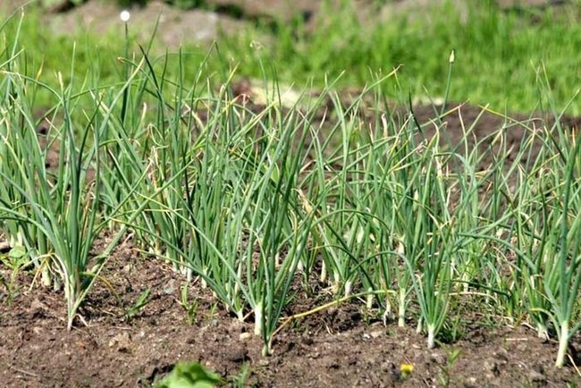 Fresh Garlic Repels Mosquitoes Naturally