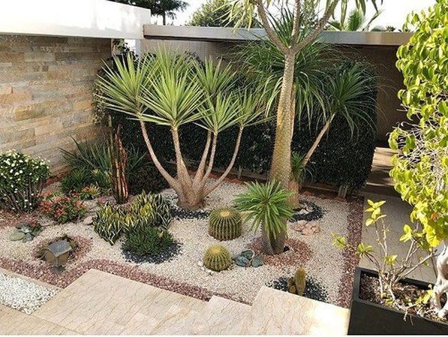 Spiky Succulents In Gravel
