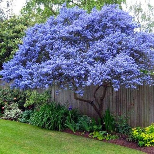 Blue Flower Tower In Layered Greens