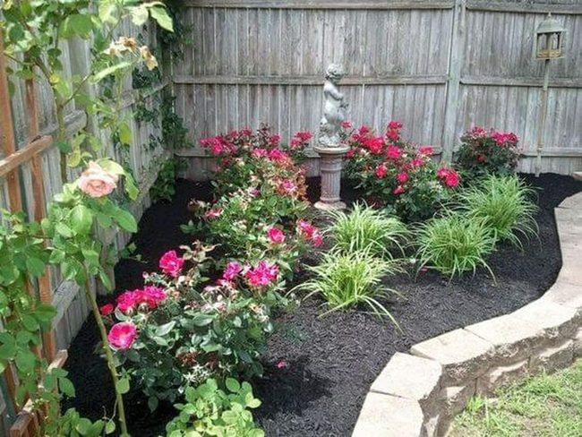 Deep Pink Roses Garden Focal Point