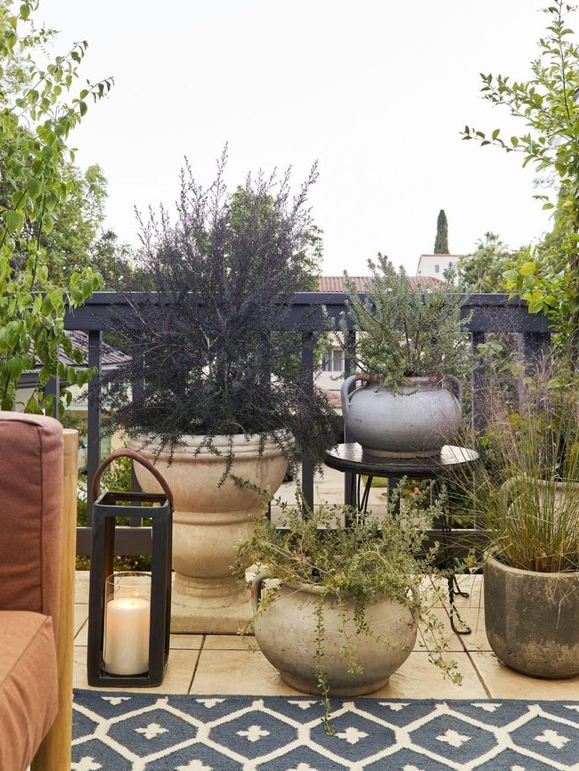 Winter Hardy Shrubs Green