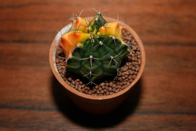 Colorful Dome Cactus Low Maintenance