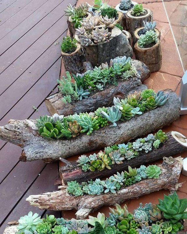Drought-Proof Garden Statement Plants