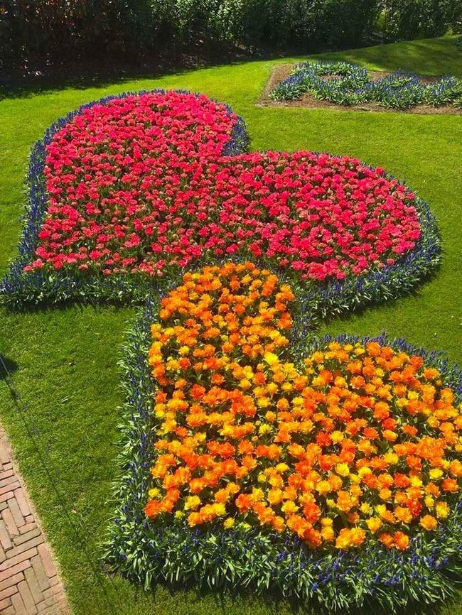 Butterfly Wings In Fiery Bloom