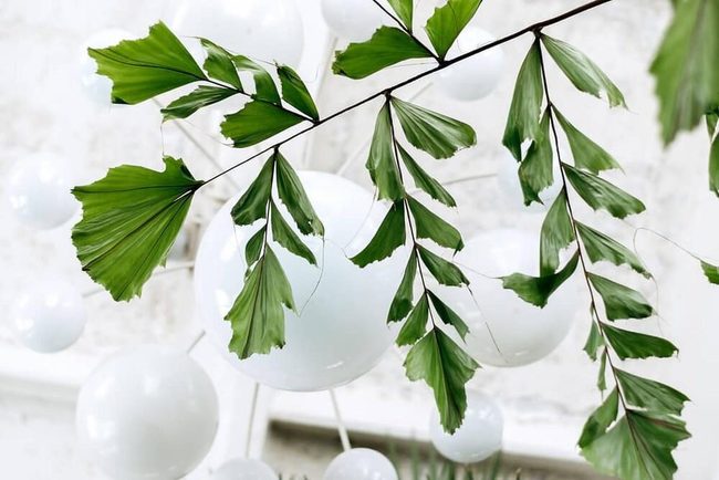Triangular Frayed Leaves Palm